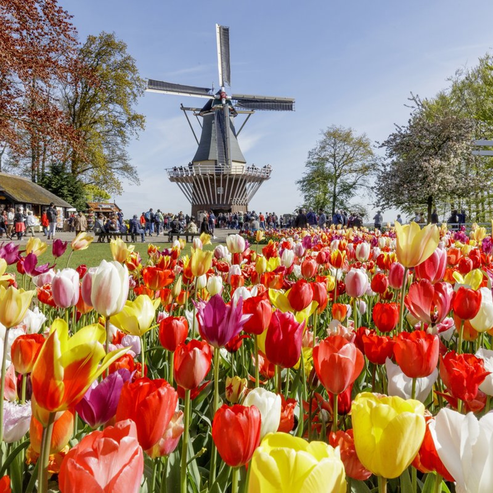 Keukenhof Lisse  Skip the line 19       Dagjeuitpagina nl