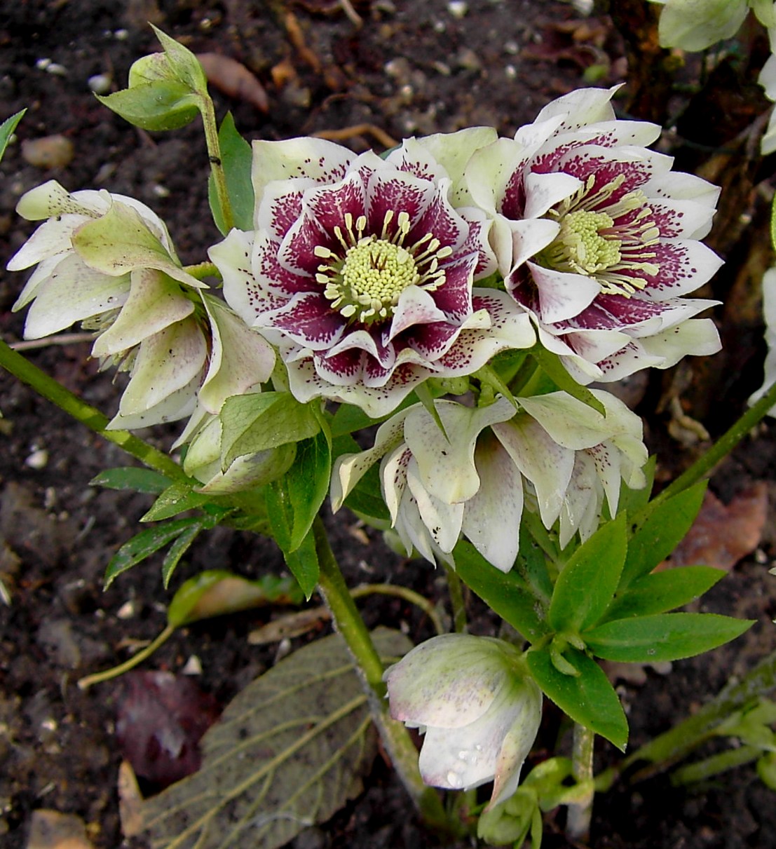 Морозник цветок фото на клумбе